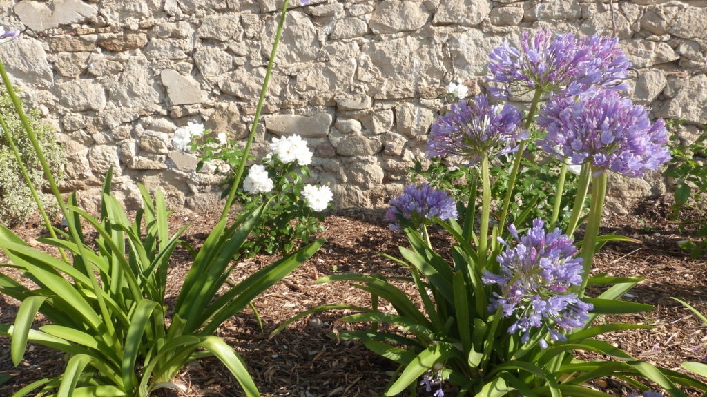 Oppede-jardin-luberon